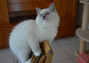 femelle blue point-mitted - 10 semaines - Chatterie Ragdolls du Val de Beauvoir